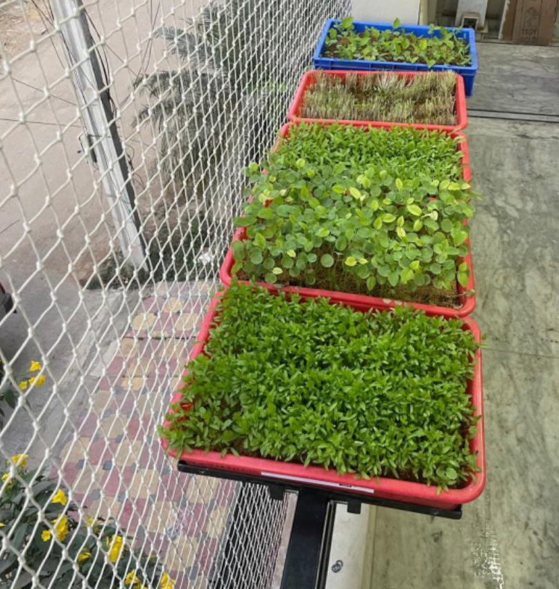 PlantEasy | Edge Grow Planter