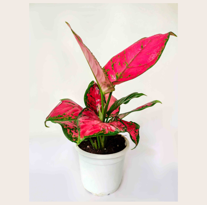 PlantEasy | Aglaonema
