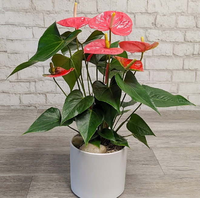 PlantEasy | Anthurium