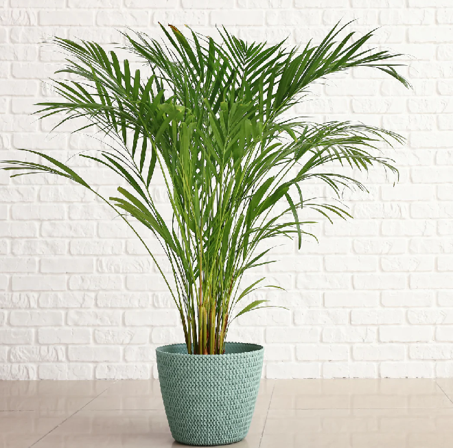 PlantEasy | Areca Palm