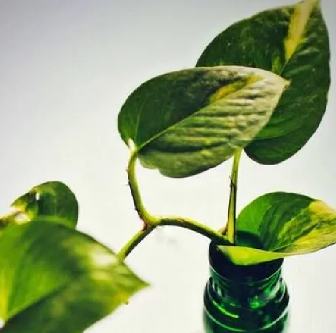 PlantEasy | Money Plant