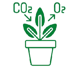 PlantEasy | Improves air quality