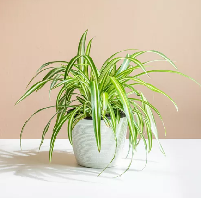 PlantEasy | Spider Plant